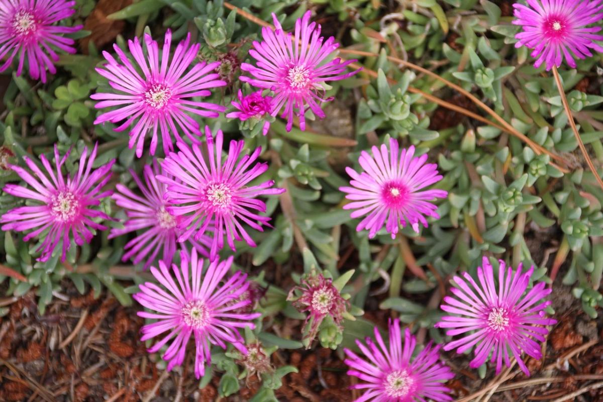 Unsa nga mga bulak ang pagtanom sa usa ka lubnganan / litrato Pexels.com