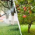 Ang mga aphids dili na mohikap sa mga punoan sa mansanas pag-usab: usa ka epektibo nga solusyon nga duha ka sangkap Ang mga aphids dili na mohikap sa mga punoan sa