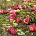 Ang mga dunot nga mansanas dili abono: 4 nga mga