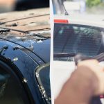 Ang mga langgam dili na mag-crap sa mga awto: Ania