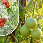 Duha ka gatus ka gramo ug hinog na kini: ang