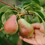 Giunsa ang husto nga pag-ayo sa usa ka peras aron