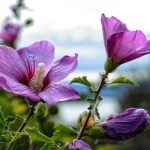Giunsa ang pag-prune sa hibiscus nga husto aron makakuha usa ka malunhaw nga sapinit Giunsa ang pag-prune sa hibiscus nga husto aron makakuha usa