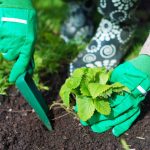 Kung magtanum mga strawberry sa tingdagdag aron makolekta ang mga