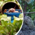 Usa ka Yano nga Aksyon sa Agosto: Usa ka hardinero